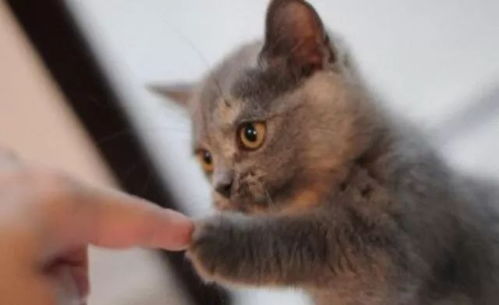 猫怎么组词小度小