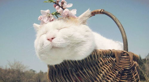 模仿的猫怎么组词呀