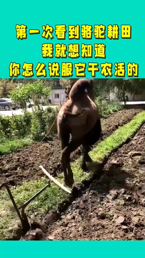 跟怎么组词耕田的耕