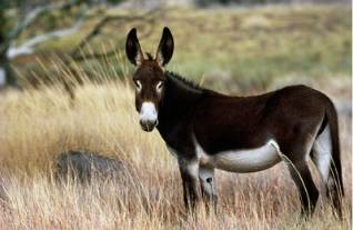 马匹的疲怎么组词