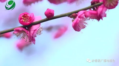 梅花的玫还能怎么组词