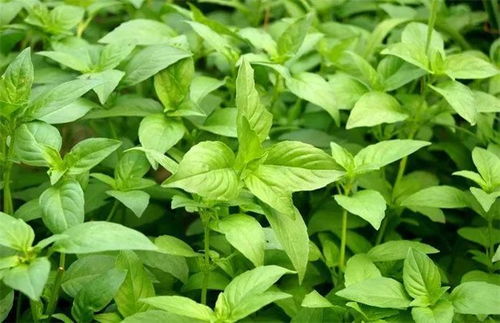 荆芥怎么组词