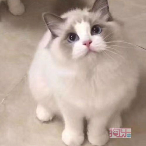 布偶猫怎么组词