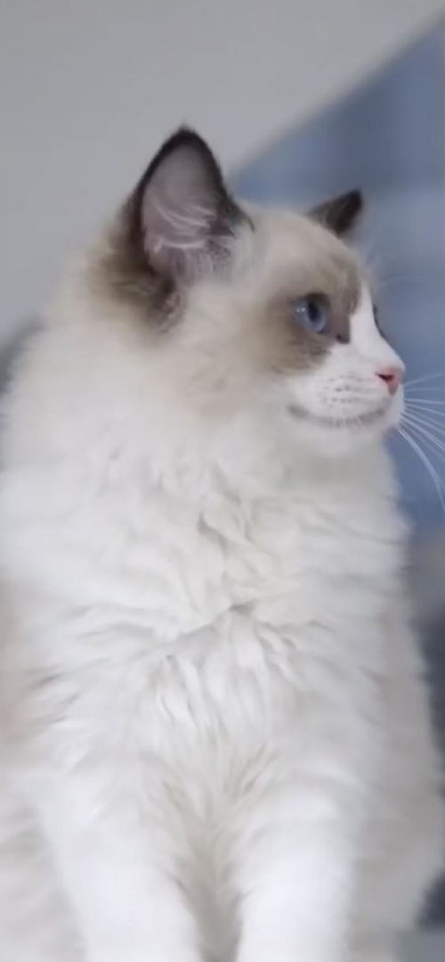 布偶猫怎么组词