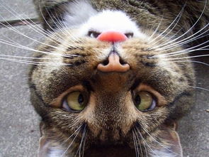 愤怒的猫咪组词怎么写