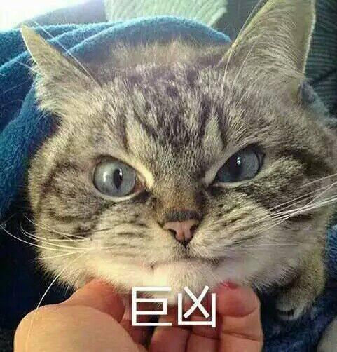 愤怒的猫咪组词怎么写