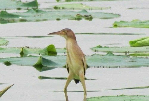 不得了的鸟怎么组词
