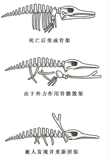 龙化的龙怎么组词