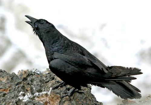 乌呜呜乌怎么组词