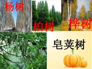 树林的树字怎么组词啊