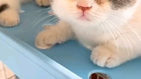 馋猫的馋还能怎么组词