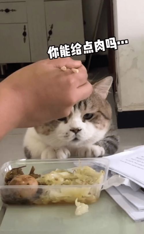 馋猫的馋还能怎么组词