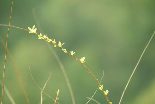 树芽怎么组词
