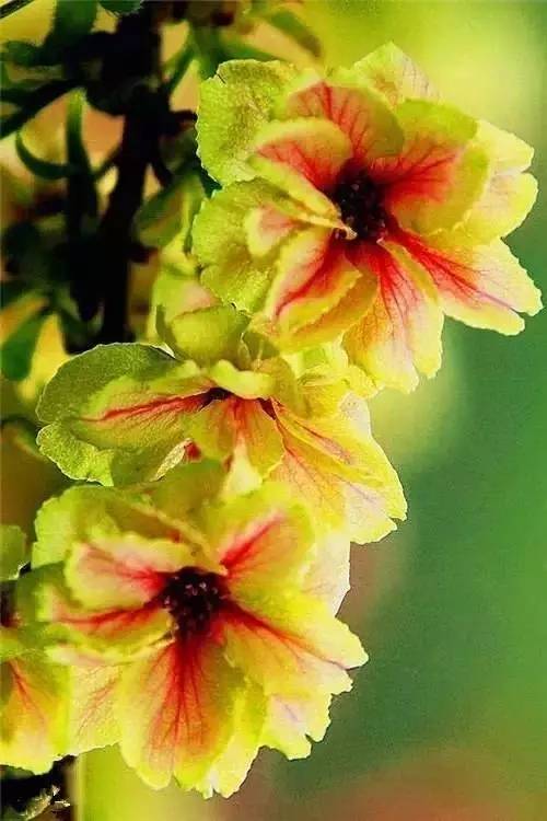 鲜花鲜花的鲜怎么组词