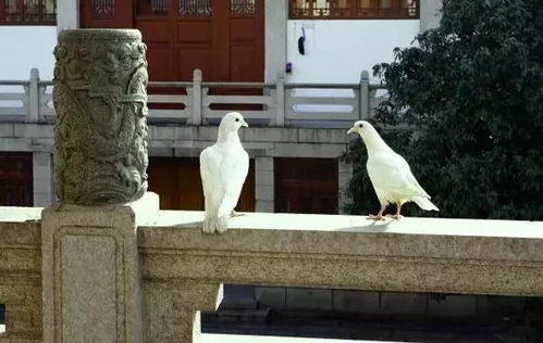 挑水的挑怎么组词