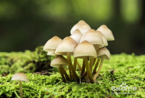 蘑菇的菇怎么组词