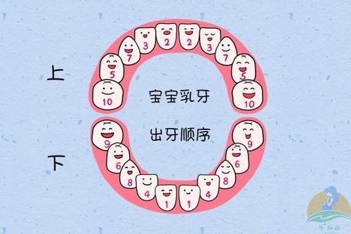 牙的组词有哪些