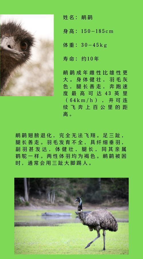 动物的物雾怎么组词
