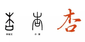 检和杏怎么组词