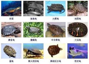 龟属的龟可以怎么组词