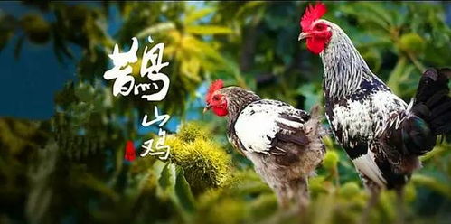 大公鸡的大怎么组词