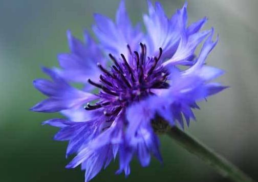 矢车菊的矢还能怎么组词