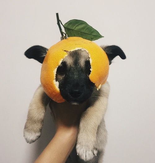 狗儿的狗怎么组词