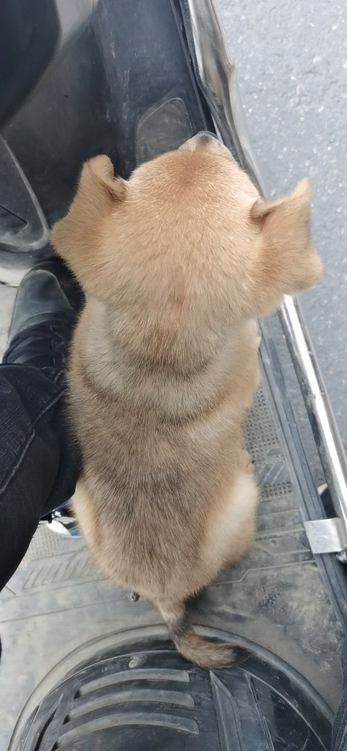 狗儿的狗怎么组词