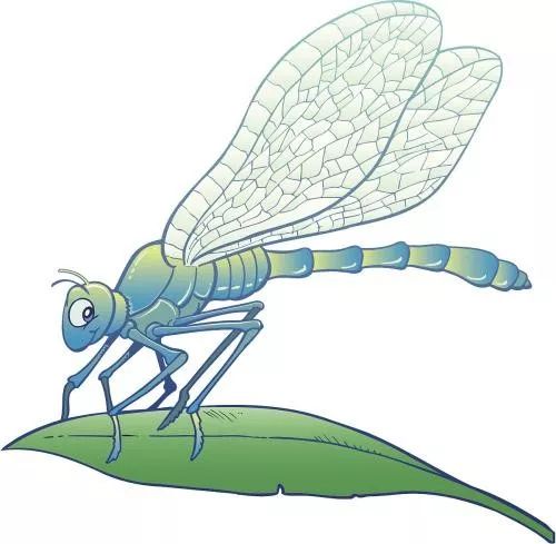 小度蜻蜓的蜻怎么组词