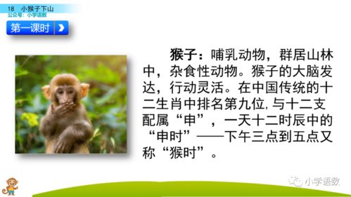袁猴怎么组词