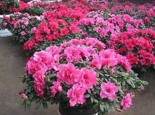 杜鹃花的怎么组词