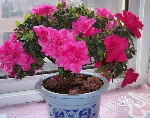 杜鹃花的怎么组词