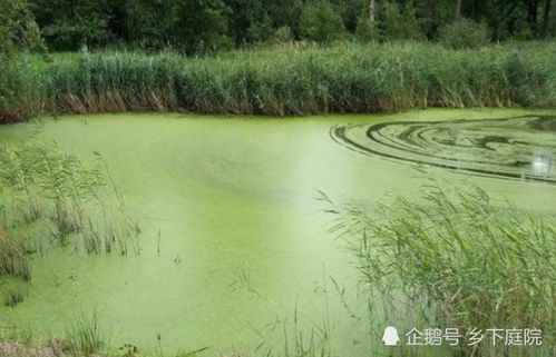 池塘的塘怎么组词