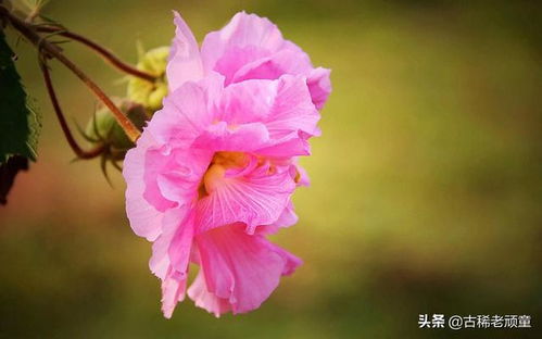 芙蓉花的佛怎么组词