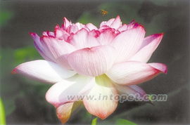 芙蓉花的佛怎么组词