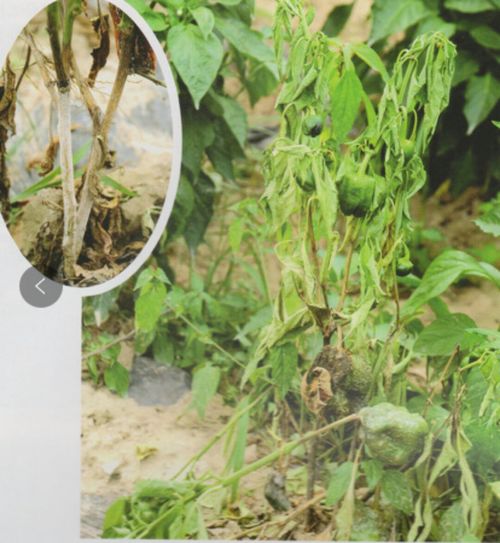 病秧秧的秧怎么组词