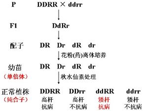 杆和杆可以怎么组词