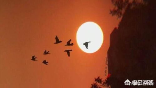 夕阳的夕怎么组词