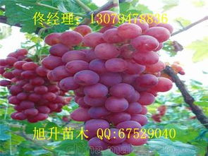 葡萄的葡怎么组词组词