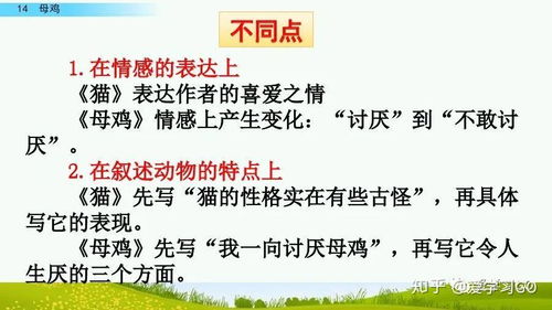什么的猫怎么组词