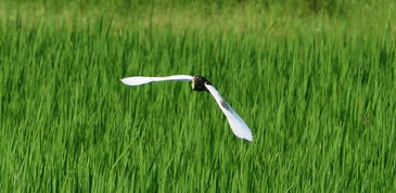 飞鸟的飞怎么组词呀