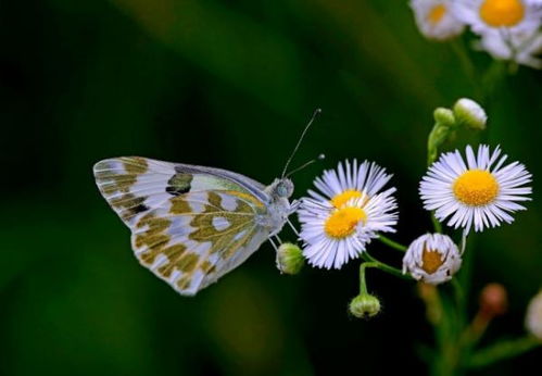 参谋的茅怎么组词
