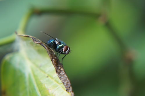苍蝇的蝇要怎么组词