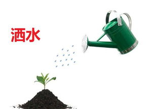 洒怎么组词的