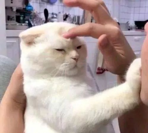 猫怎么组词语