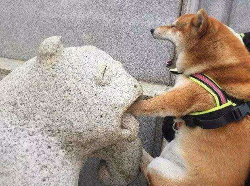 枸杞的狗可以怎么组词