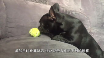 枸杞的狗可以怎么组词