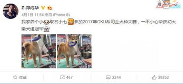 枸杞的狗可以怎么组词