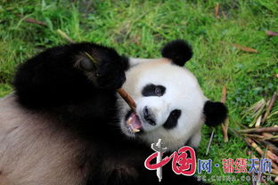 熊猫的梦怎么组词