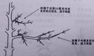 树枝的枝怎么组词